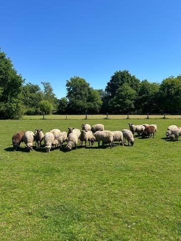Rammen te koop, Mâle, Mouton, 0 à 2 ans