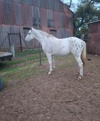 2 jarige apalousa merrie met stamboek, Jument, M