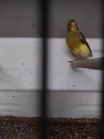 kanaries, Dieren en Toebehoren, Vrouwelijk, Zangkanarie