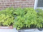 Tomaaten planten, Jardin & Terrasse, Plantes | Jardin, Enlèvement ou Envoi