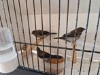 Japanse meeuwen exoten meeuwtjes, Dieren en Toebehoren