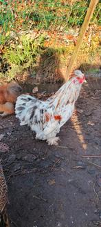 Haan cochin x usa zijdehoen