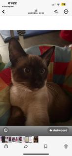siamees, Kater, 0 tot 2 jaar