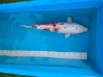 Kikusui, koi japonais, Animaux & Accessoires, Poissons | Poissons d'étang