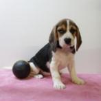 Speelse Beagle-puppy’s te koop, Dieren en Toebehoren, België, Beagle, 15 weken tot 1 jaar, Handelaar
