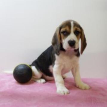 Speelse Beagle-puppy’s te koop beschikbaar voor biedingen