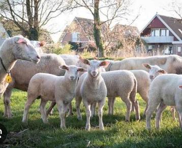 vier lammetjes  beschikbaar voor biedingen