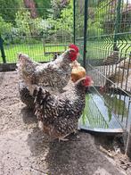 Koppel Mechelse koekoek, Dieren en Toebehoren