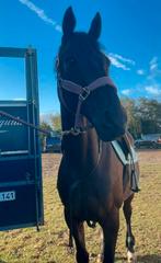 Cheval de pâture/de loisir, Animaux & Accessoires, Chevaux, Vermifugé, 11 ans ou plus, Hongre, 165 à 170 cm