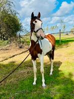 Prachtige jonge ruin te koop – echte blikvanger!‼️, Hongre, Vermifugé