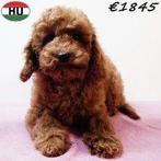 Dwergpoedels in champagne en abrikooskleur te koop, Dieren en Toebehoren, Honden | Chihuahua's en Gezelschapshonden, Poedel, 15 weken tot 1 jaar