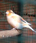 Volwassen Portugese Harlekijn kanarie mans, Dieren en Toebehoren, Vogels | Kanaries, Mannelijk, Kleurkanarie