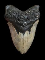 Dent de mégalodon Carcharodon de 5,12 po/13,01 cm., Enlèvement ou Envoi, Fossile