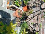 Granaatappel, Tuin en Terras, Ophalen