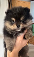 Pomeranian/dwergkees puppy’s, Dieren en Toebehoren, Parvo, België, Fokker | Hobbymatig, Keeshond