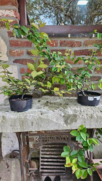 Pseudocydonia voor Bonsai beschikbaar voor biedingen