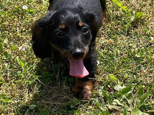 Langharige dwergteckel pups, Dieren en Toebehoren, Honden | Teckels en Dashonden, Meerdere dieren, Langhaar, Dwerg, Fokker | Professioneel