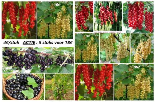RODE, WITTE & ZWARTE TROSBESSEN 4€/stuk, ACTIE 5 VOOR 18€ !!, Tuin en Terras, Planten | Tuinplanten, Vaste plant, Fruitplanten