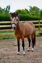 Miniatuur hengstje te koop, Dieren en Toebehoren, Pony's, Met stamboom