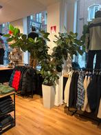 Grande plante avec pot, Enlèvement