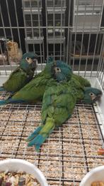 Tamme baby Ara Maracana met DNA en getest op alle ziektes, Dieren en Toebehoren, Vogels | Parkieten en Papegaaien, Meerdere dieren