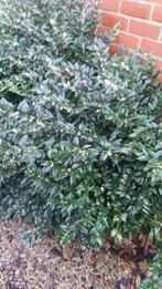 Sarcococca - floraison hivernale - parfumée, Autres espèces, Hiver, Enlèvement, Plante fixe