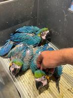 ️️❤️️ 3 tamme baby blauwgele ara's, Dieren en Toebehoren, Vogels | Parkieten en Papegaaien, Geslacht onbekend, Papegaai, Pratend