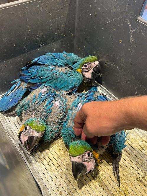 ️️❤️️ 3 tamme baby blauwgele ara's, Dieren en Toebehoren, Vogels | Parkieten en Papegaaien, Papegaai, Geslacht onbekend, Pratend