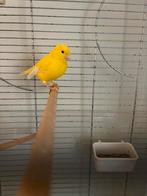 Zang kampioen ( gele kanarie), Dieren en Toebehoren, Mannelijk