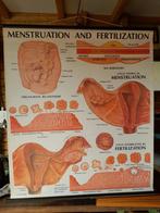 Vintage linnen schoolkaart schoolplaat menstruatiecyclus, Antiek en Kunst, Ophalen of Verzenden