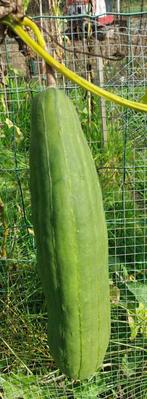 Luffa cylindrica Sponscourgette (Luffa cylindrica), Tuin en Terras, Ophalen of Verzenden