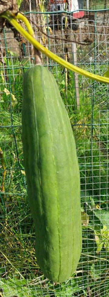 Luffa cylindrica Sponscourgette (Luffa cylindrica) beschikbaar voor biedingen
