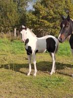 Knap merrie veulen, Dieren en Toebehoren, Paarden, Merrie, M