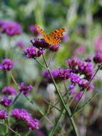 Verbena Lollypop, Ophalen, Vaste plant