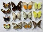 Exotische VLINDERS voor stolp, kader, collectie, Verzamelen, Dierenverzamelingen, Ophalen of Verzenden
