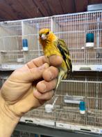 Kruisingen grote distelvink x kanarie gele oranje en agaat, Dieren en Toebehoren, Mannelijk, Wildzangvogel, Geringd