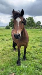 D-pony, Dieren en Toebehoren, Merrie