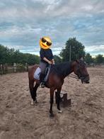 Draver merrie met stamboek, Dieren en Toebehoren, Paarden, Merrie, Recreatiepaard, 3 tot 6 jaar