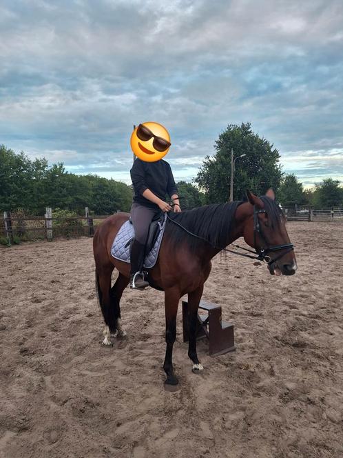 Draver merrie met stamboek, Dieren en Toebehoren, Paarden, Merrie, 3 tot 6 jaar, Recreatiepaard