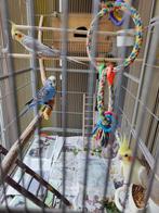 3 perroquets avec une belle grande cage
