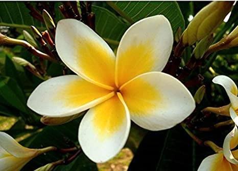 plumeria rubra, Tuin en Terras, Planten | Tuinplanten, Ophalen of Verzenden