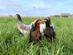 Jonge tamme groenleggers kippen te koop gesekst en ingeënt, Kip, Vrouwelijk
