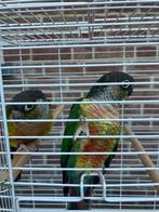 HALF TAMME PYRRHURA S VANAF 100 EURO/KOPPEL, Dieren en Toebehoren, Meerdere dieren, Papegaai