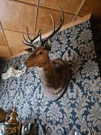 Tête de cerf  taxidermie