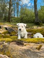 West Highland White terriër pups/westy/westie/cesar/pups, CDV (hondenziekte), Meerdere, 8 tot 15 weken, Meerdere dieren