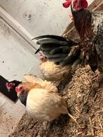 Maleise serama, Dieren en Toebehoren