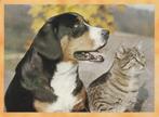 BERNER SENNENHOND  met  KAT, Verzenden, Ongelopen, Hond of Kat