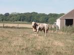 3 jarige dekstier:  zeer zwaar en makkelijk origine, Dieren en Toebehoren, Runderen, Mannelijk, 3 tot 6 jaar