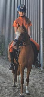 Super lieve en betrouwbare B pony, Dieren en Toebehoren, Paarden en Pony's | Verzorgingsproducten, Ophalen, Zo goed als nieuw