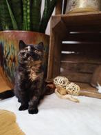 Zwart tortie poesje met stamboom, Dieren en Toebehoren, Katten en Kittens | Raskatten | Langhaar, Poes, Met stamboom, 0 tot 2 jaar